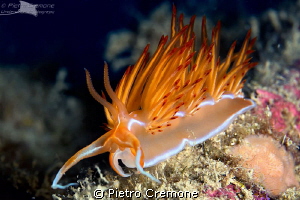 Dondice banyulensis by Pietro Cremone 